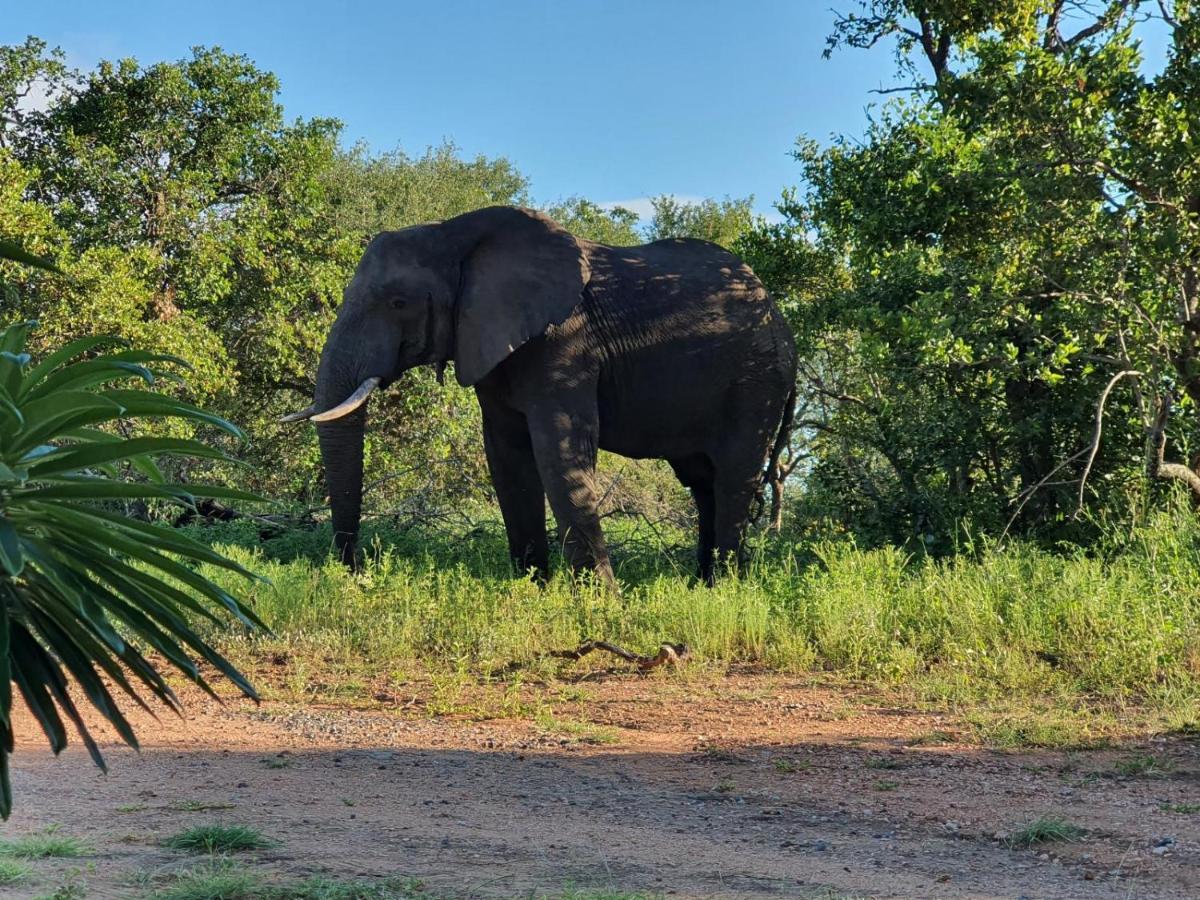 Masorini Bush Lodge & Safari Tents Phalaborwa Exterior photo
