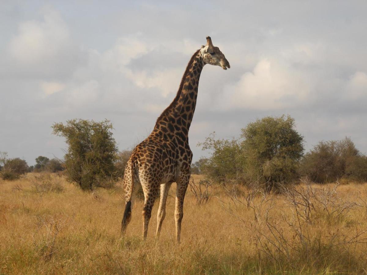 Masorini Bush Lodge & Safari Tents Phalaborwa Exterior photo